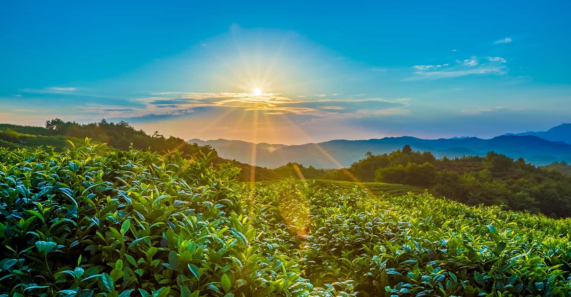 立無憂會計專業高效為你的企業提供專業的服務